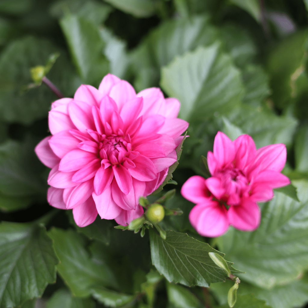 Dahlias make perfect front door plants