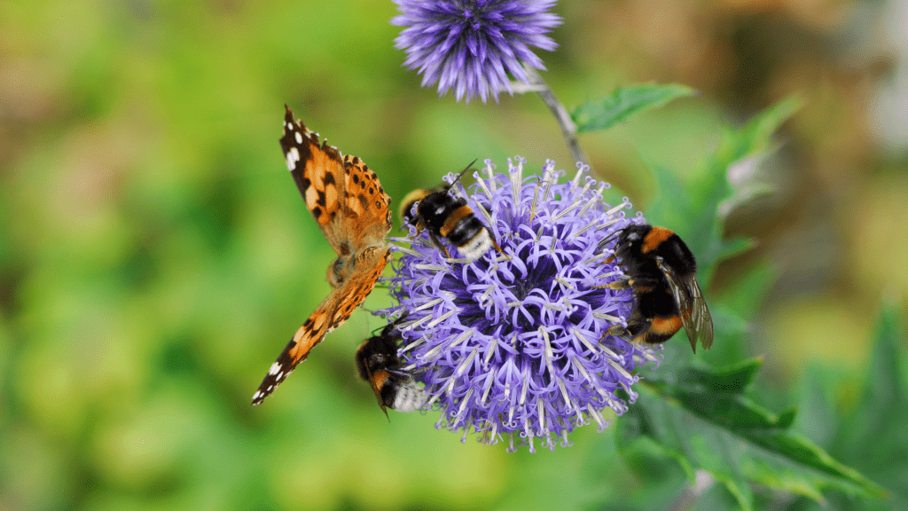 Prioritise Pollinators in 2024 Gardening Trends