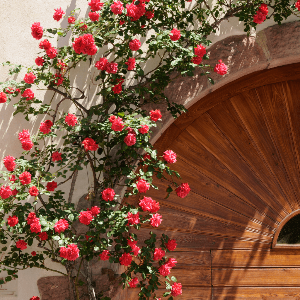 Roses make perfect front door plants