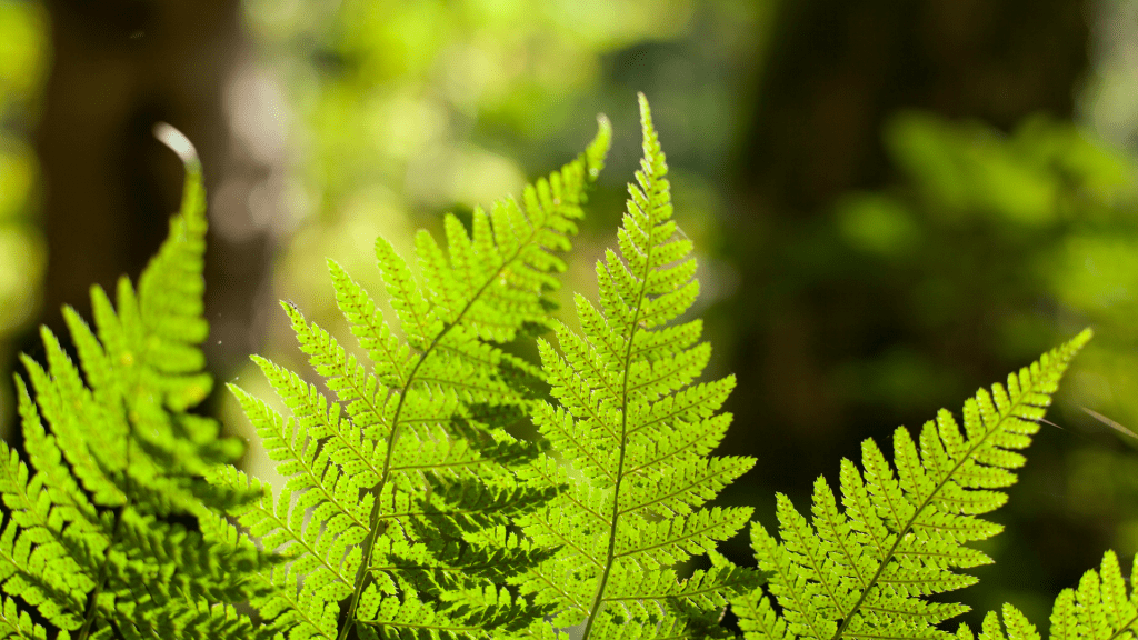 Cyber Lime Coloured Fern
