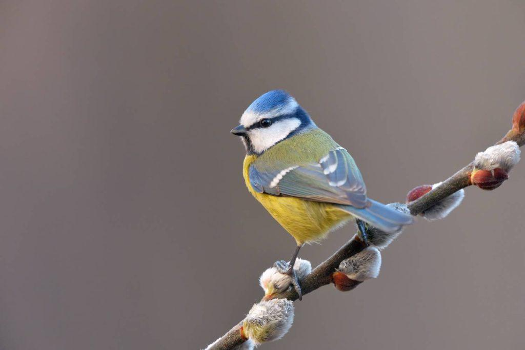 Blue Tit sitting on a branch